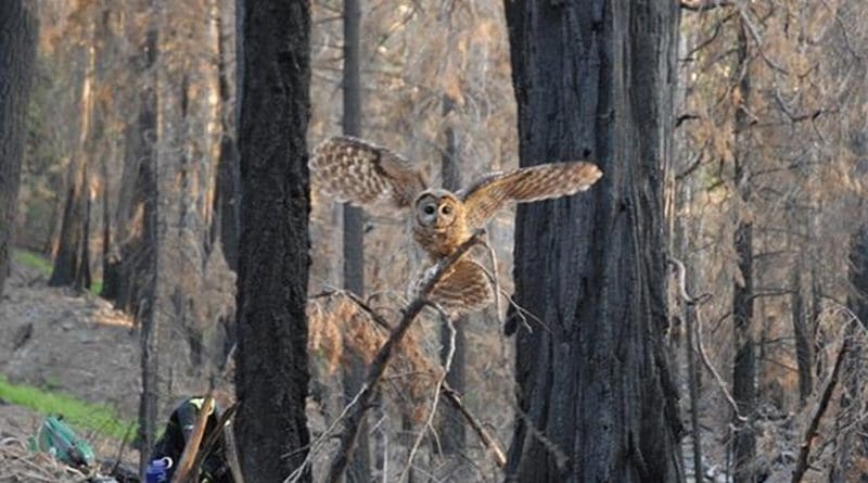 California spotted owl family found nesting and reproducing in the Lake fire of 2015 in the San Bernardino mountains, California, where no post-fire logging occurred. Credit Rachel Fazio