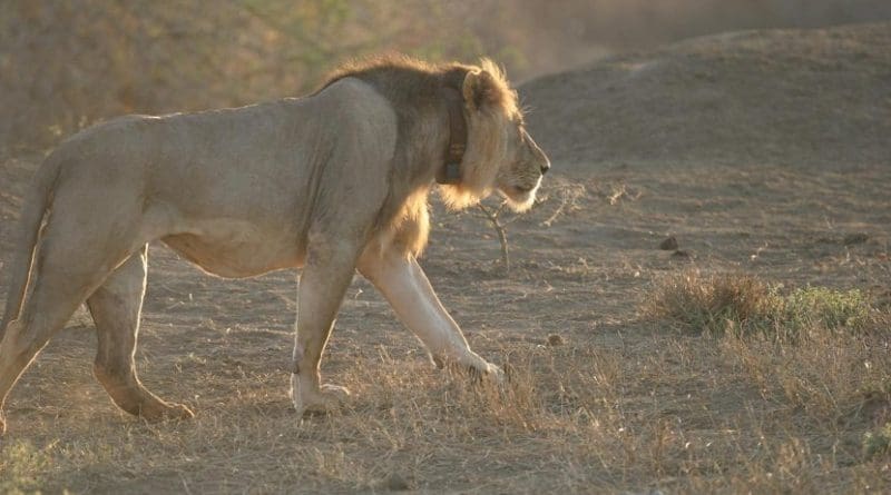 One of the lions in Tsavo, Kenya, whose movements were tracked for this study. Credit (c) Bruce D. Patterson, The Field Museum