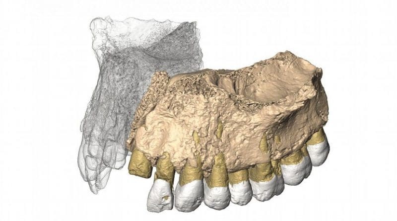 Reconstruced maxilla from microCT images. Credit Gerhard Weber, University of Vienna, Austria