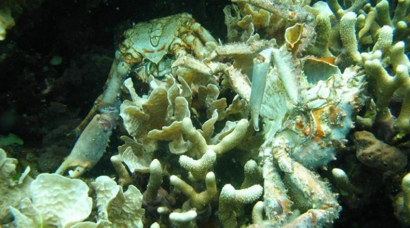 Low oxygen caused the death of these corals and others in Bocas del Toro, Panama. The dead crabs pictured also succumbed to the loss of dissolved oxygen. Credit (Credit: Arcadio Castillo/Smithsonian)