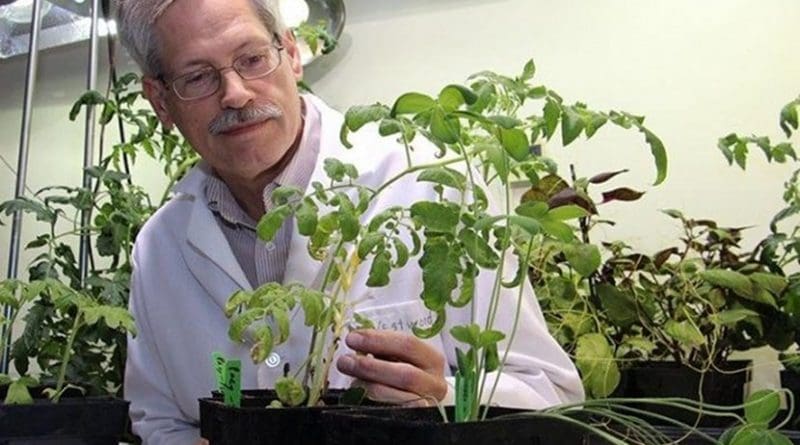 Jim Westwood, professor of plant pathology, physiology, and weed science, examines dodder, a parasitic plant with a covert weaponry system. Understanding dodder's covert communications weaponry system, which operates much like a computer virus, could provide researchers with a method to engineer parasite-resistant plants. Credit Virginia Tech