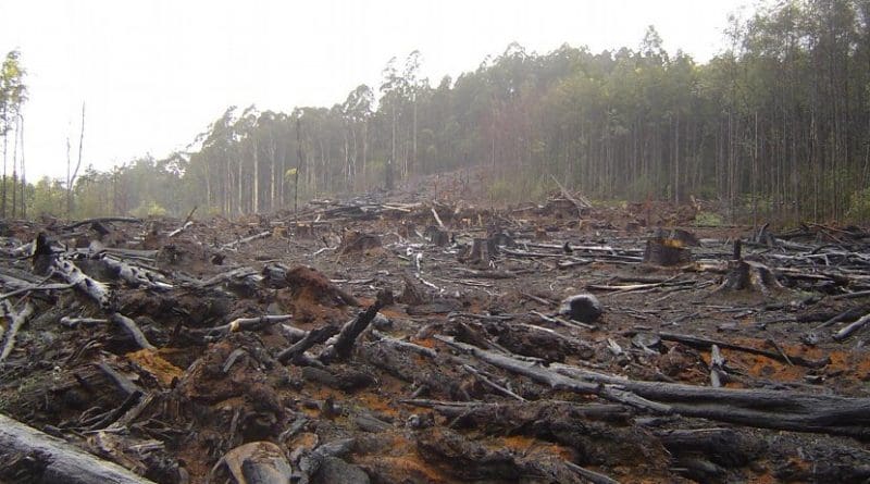 This is deforestation in Australia's Toolangi Park. Credit crustmania / Flickr