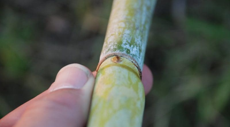 Sugar cane