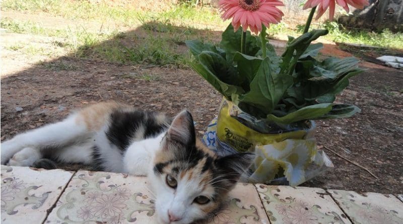 cat
