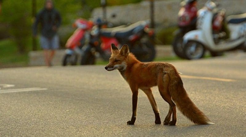 A fox wanders through a city street in Madison, Wisconsin. Credit Photo courtesy of the UW Urban Canid Project