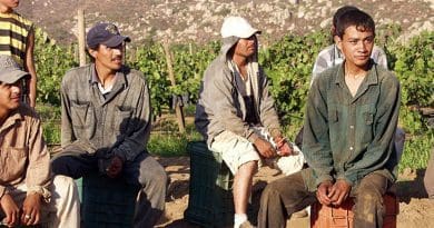 Migrant grape pickers. Photo by Tomas Castelazo, Wikimedia Commons.