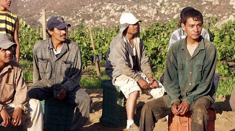 Migrant grape pickers. Photo by Tomas Castelazo, Wikimedia Commons.