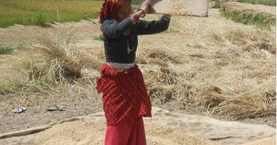A woman winnowing rice, an important food crop in Uttarakhand, India.© Yann Forget / Wikimedia Commons