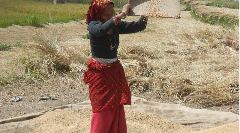 A woman winnowing rice, an important food crop in Uttarakhand, India.© Yann Forget / Wikimedia Commons