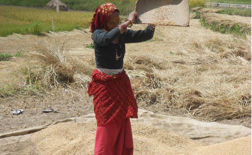 A woman winnowing rice, an important food crop in Uttarakhand, India.© Yann Forget / Wikimedia Commons