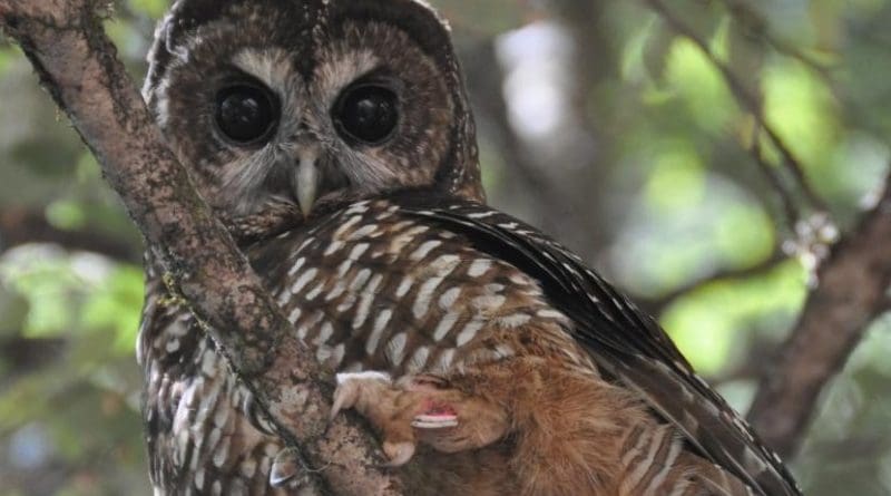 This is a Northern spotted owl. Credit J. Mark Higley/Hoopa Tribal Forestry
