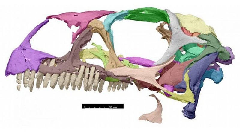 The profile view of the Massospondylus skull after being scanned. Credit Kimberley Chapelle