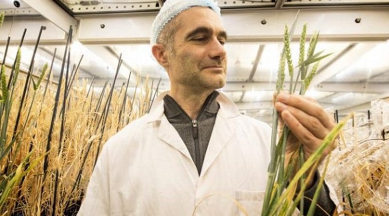 Speed breeding means that it is now possible to grow as many as 6 generations of wheat every year -- a threefold increase on the techniques currently used by breeders and researchers. Credit John Innes Centre