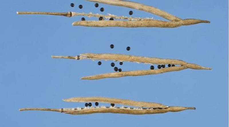 Pod shatter is a major issue for farmers of oilseed rape worldwide who lose between 15-20 percent of yield on average per year due to prematurely dispersed seeds lost in the field. Credit John Innes Centre