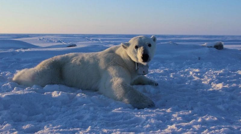 This is an adult female polar bear on the sea ice wearing a GPS satellite video-camera collar. GPS video-camera collars were applied to solitary adult female polar bears for 8 to 12 days in April, 2014-2016. These collars enabled researchers to understand the movements, behaviors, and foraging success of polar bears on the sea ice. Credit Anthony Pagano, USGS