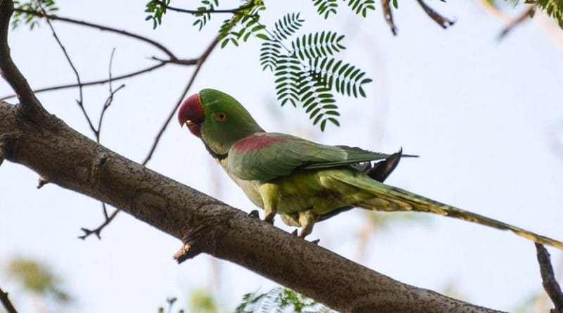 Coffee lovers include IUCN Red-Listed species such as the Alexandrine parakeet (Psittacula eupatria). Credit Manish Kumar