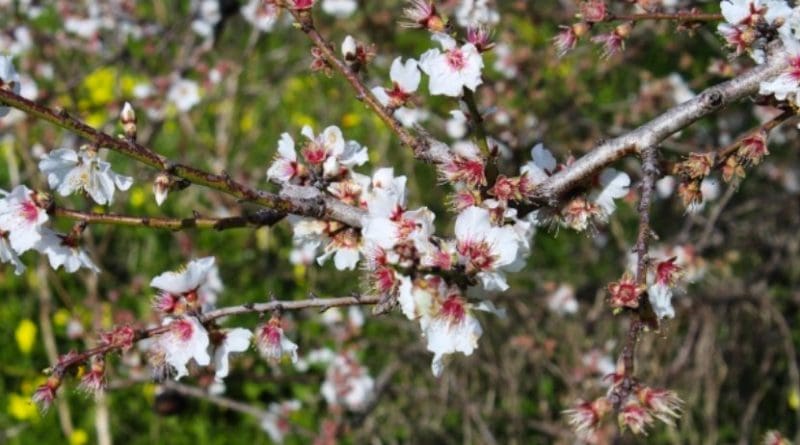 Almond tree blossoms.