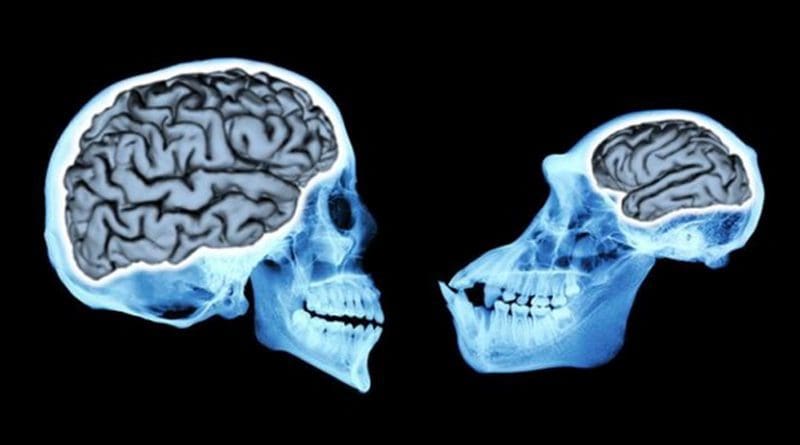 Modern human brains (left) are more than three times larger than our closest relatives, chimpanzees (right). Credit Andrew Du, UChicago