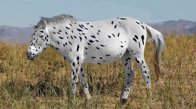 This is a recreation of a Przewalski's horse bred with leopard coloring. Copyright Ludovic Orlando, Seas Goddard and Alan Outram Credit Ludovic Orlando, Seas Goddard and Alan Outram