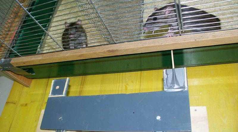 A rat pulls food on a platform toward another rat in the cage behind. It helps especially when it has been helped before. © Institute of Ecology and Evolution, University of Bern