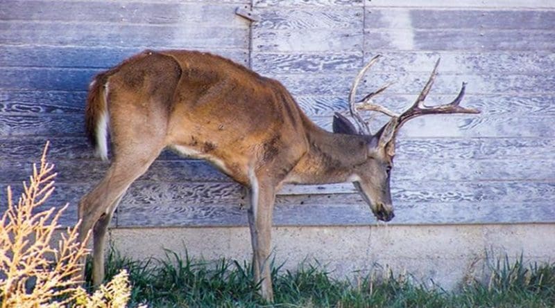 Deer with Chronic Wasting Disease. Photo by Mike Hopper, Kansas Department of Wildlife, Parks and Tourism/
