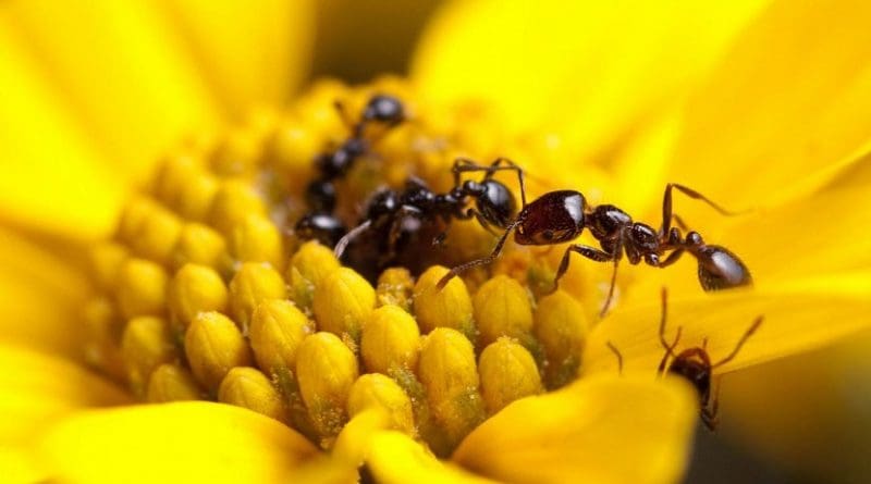 This image shows foragers of the desert fire ant, Solenopsis xyloni, collecting flower nectar. A recent article by Penick, et al., found that ants in this genus produce some of the strongest antimicrobials measured in social insects. But contrary to popular theory, not all ants seem to invest in potent antimicrobials. Credit Clint Penick