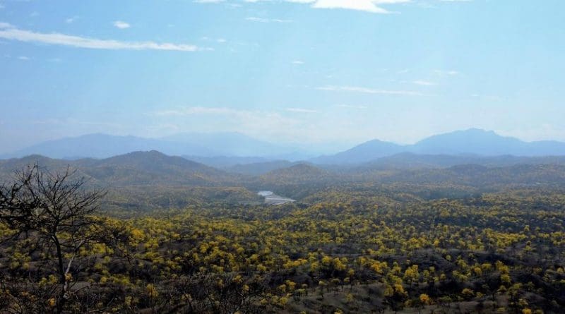 Most of Ecuador's dry forests are located in the southwest of the country, in the Tumbes-Chocó-Magdalena region. Credit Photo: P. Hildebrandt/ TUM