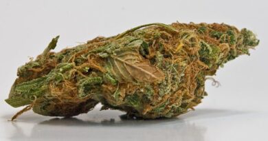 Marijuana