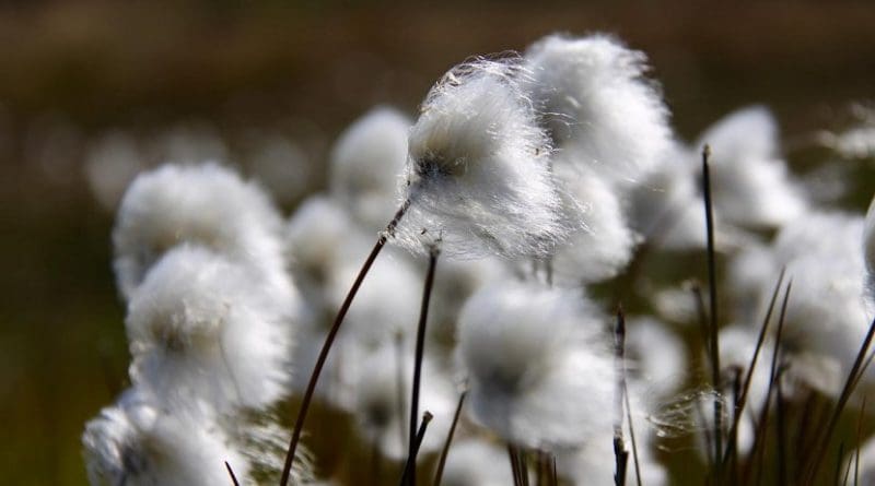 Cottongrass blow in the Greenland wind. Spring is advancing earlier in the polar regions and other high latitudes than it does at lower latitudes, according to a UC Davis study. Credit Eric Post/UC Davis