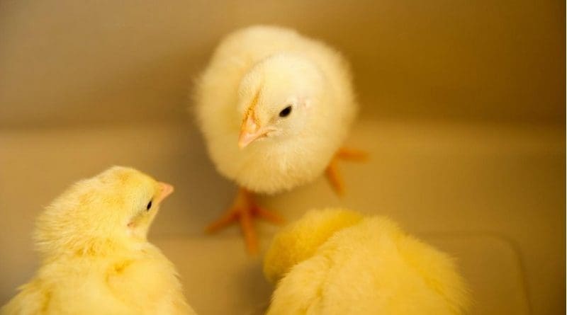 These are baby Chicks. UC Davis Photo Credit UC Davis