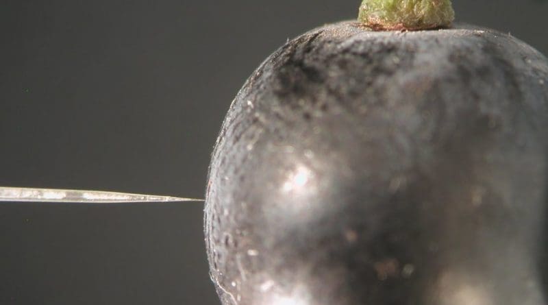 Miniature oxygen probe measuring oxygen in a Shiraz grape. Credit: University of Adelaide