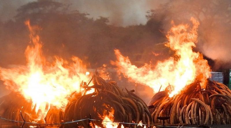 Ivory burn event in Kenya. Credit David Stiles