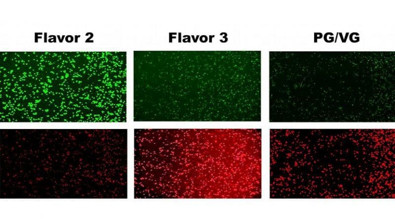 Human cells exposed to two kinds of e-cig flavored vapor and PG-VG non-flavored vapor at high doses. Green indicates live cells; red indicates dead cells. Credit Tarran Lab, UNC School of Medicine