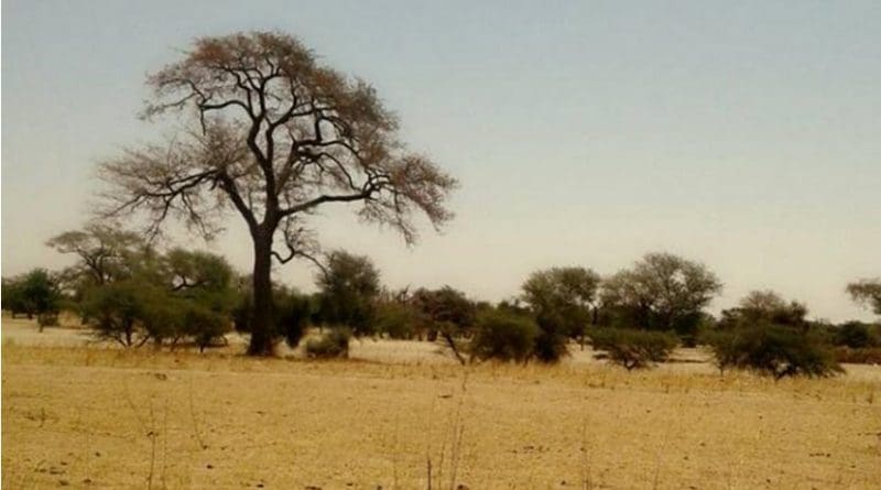 This photo, taken outside the town of Diakhao, Senegal in March of 2018, illustrates the conditions of the Sahel during the dry season. The Sahel is the transition zone that lies south of the Sahara Desert, and fluctuates between very dry, desert-like conditions and wetter, more temperate conditions every year. Expansion of the Sahara is putting pressure on Sahel communities, such as Diakhao, that rely on seasonal increases in rainfall during the wet season. Credit Mamadou Faye/courtesy Wassila Thiaw, NOAA CPC.