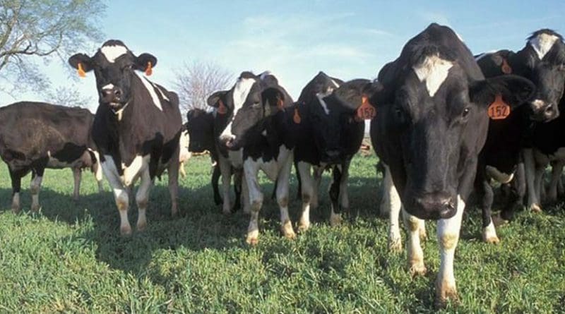 Having more accurate models for predicting enteric methane emissions from livestock is important because these emissions represent a significant portion of global greenhouse gases blamed for causing climate change. And if current and future mitigation efforts are to be measured and analyzed for their effectiveness, regulatory agencies must have accurate data for existing enteric methane levels and resulting decreases. Credit US Department of Agriculture