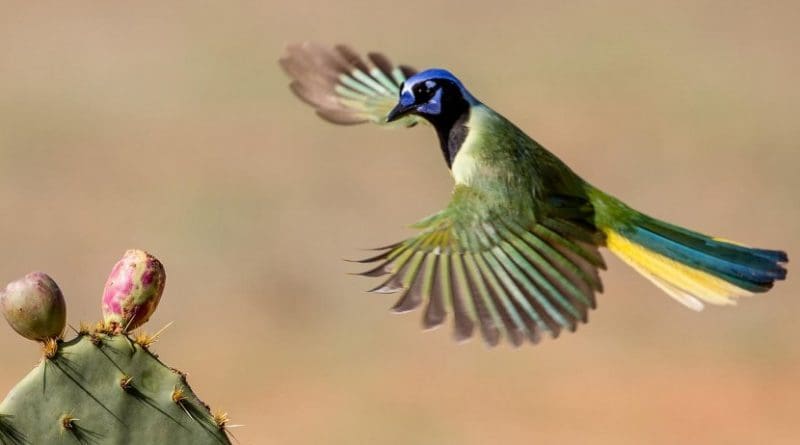 Tropical birds like the green jay attract ecotourists to the Rio Grande Valley. Credit Andrew Morffew