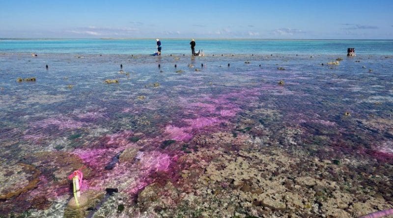 This is an experimental plume of carbon dioxide-enriched seawater and a dye tracer flowing across a coral reef flat in Australia's Great Barrier Reef. This study represents the first ocean acidification experiment on a natural coral reef community and provides evidence that near-future ocean acidification projections severely depressed coral reef growth. Credit Photograph is courtesy of Aaron Takeo Ninokawa of UC Davis.