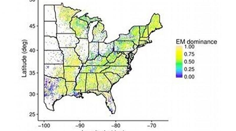 This map shows the distribution of 'EM dominant' trees across forest inventory plots in the eastern United States. Credit Kai Zhu