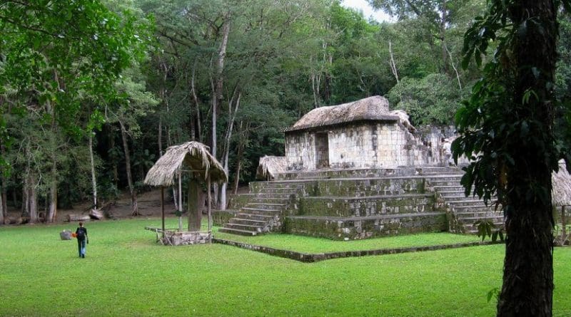 Ashley Sharpe, staff scientist at the Smithsonian Tropical Research Institute in Panama, found the remains of dogs from the Guatemalan highlands at Ceibal, a lowland site, indicating that the Mayas were moving or trading dogs for ceremonial use. Credit Ashley Sharpe