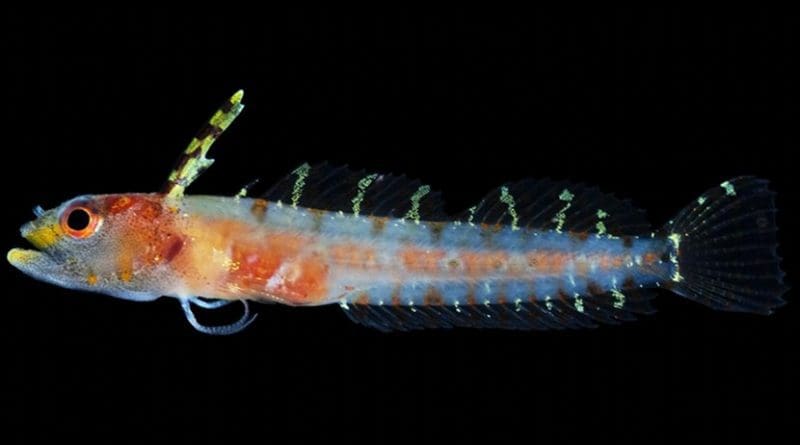 One of the new fish species discovered in the Rariphotic, Haptoclinus dropi was named for the Smithsonian's Deep Reef Observation Project. Very little is known about deep reefs which are only observable using submersibles. Credit Carole Baldwin, Smithsonian