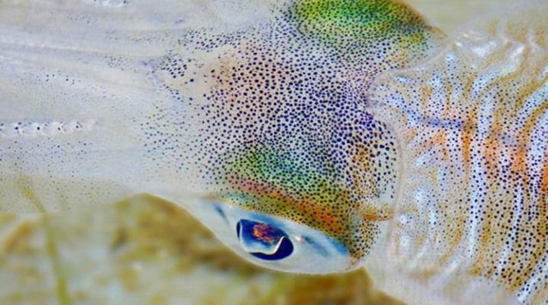 This is a close up of adult bigfin reef squid, Sepioteuthis lessoniana. Credit Blake Spady, Coral CoE