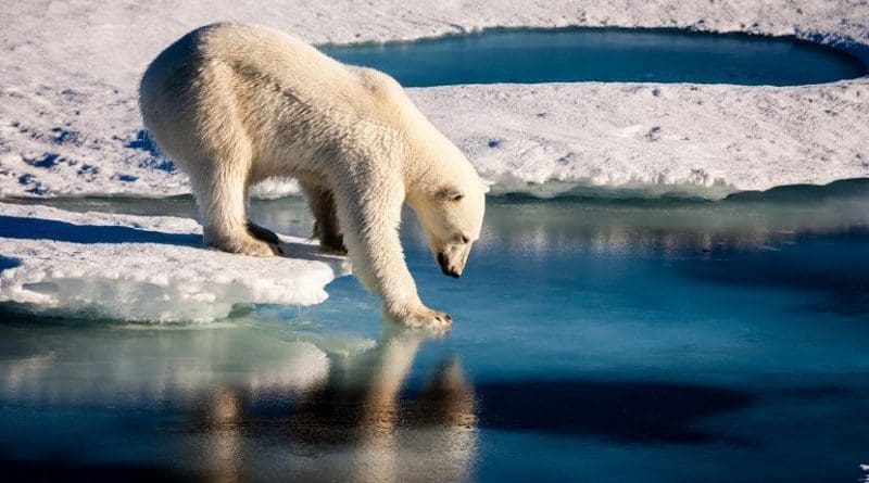 Polar bear reaching out paw to touch ice. Photo credit: Mario Hoppmann, Wikimedia Commons.