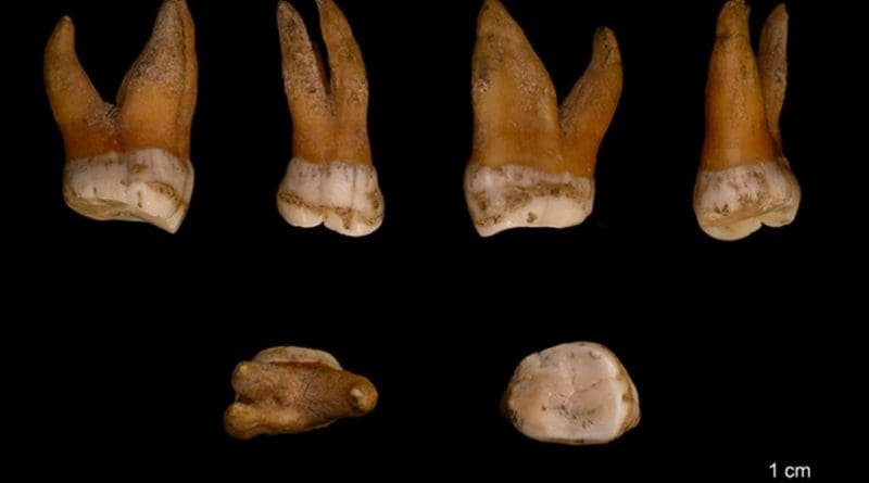 Upper molar of a male Neandertal, Spy 94a, from Spy, Belgium. Credit I. Crevecoeur