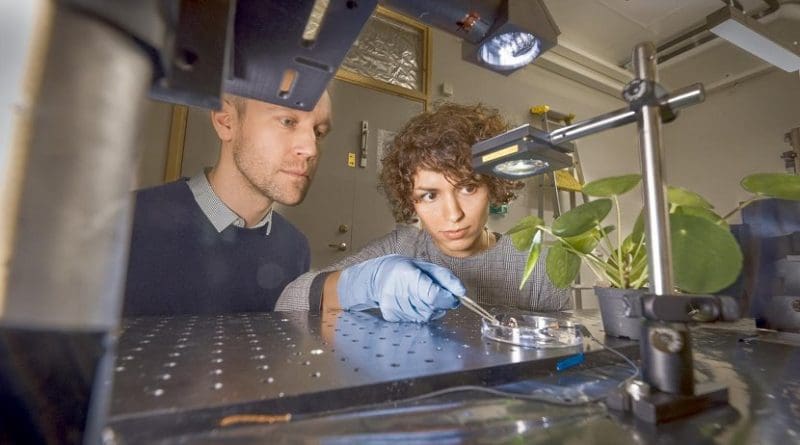 This is Magnus Jonsson and Mina Shiran Chaharsoughi at the Laboratory of Organic Electronics, Linköping University. Credit Thor Balkhed