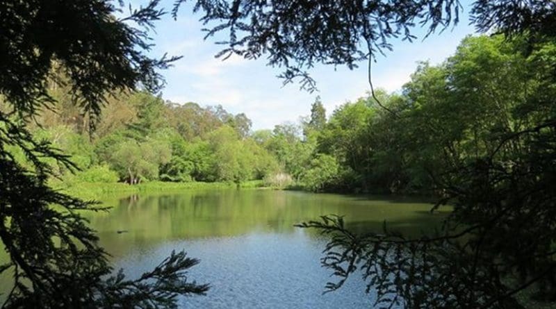 This lake in Berkeley, Calif., was one source of the toluene-producing enzyme (phenylacetate decarboxylase) discovered in the JBEI study. Credit (Credit: Chickmarkley)