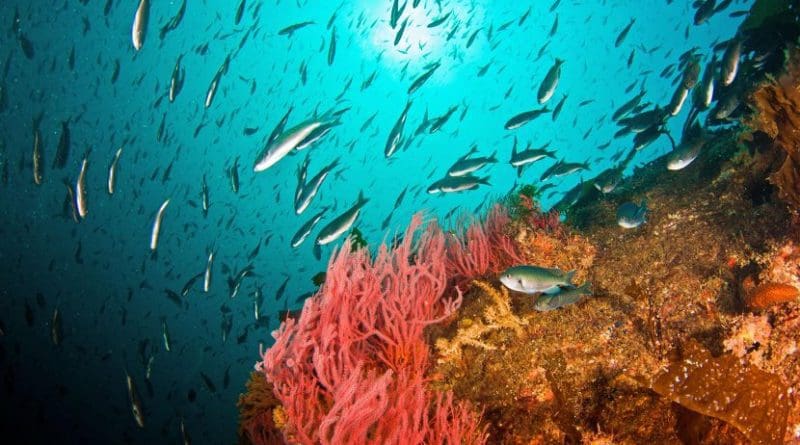 Fish school around a drill rig off Southern California. A new report says West Coast waters are returning to normal after warm temperatures shook up the food web. Credit Adam Obaza/West Coast Region/NOAA Fisheries