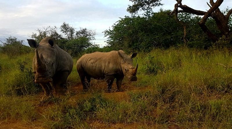 Southern white rhinoceros (Ceratotherium simum simum) in an undisclosed protected area in South Africa.