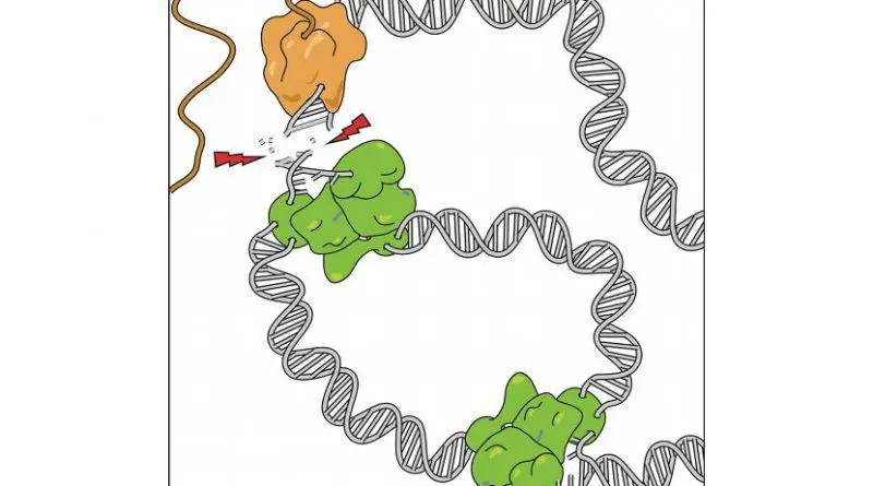 he replication (green) and transcription (brown) machineries are simultaneously active on the genes carrying a replication origin, resulting in collisions and DNA breaks.