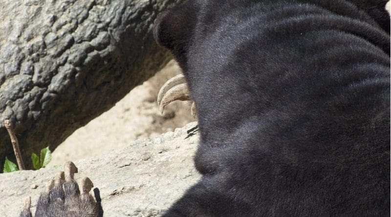 bear