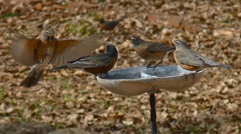 These are American robins at a bird bath. Credit Richard Hall